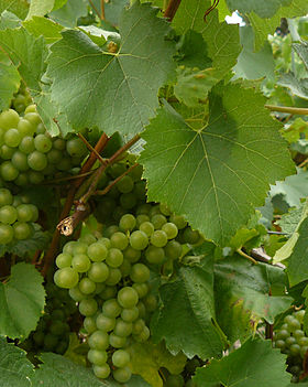 muscadet feuille